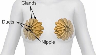 Diagram showing breast structure: glands, nipple, ducts