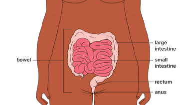 Diagram showing the bowel, intestines, rectum and anus