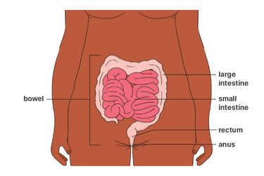 Diagram showing the bowel, intestines, rectum and anus