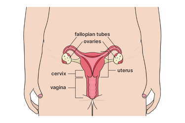 Diagram showing the uterus, ovaries, cervix and vagina