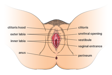 Diagram showing the different parts of the vulva