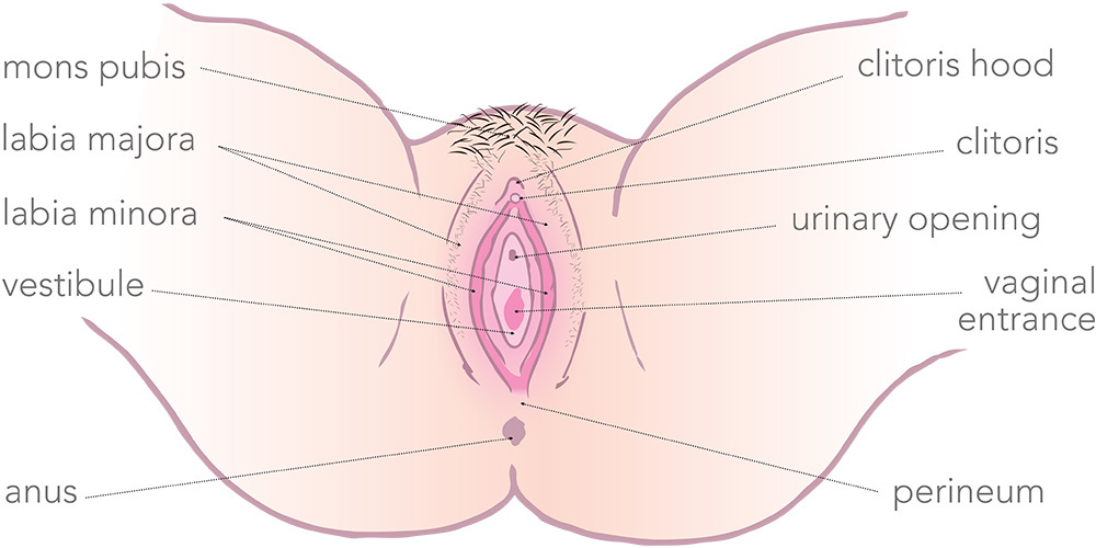 Diagram of the Vulva